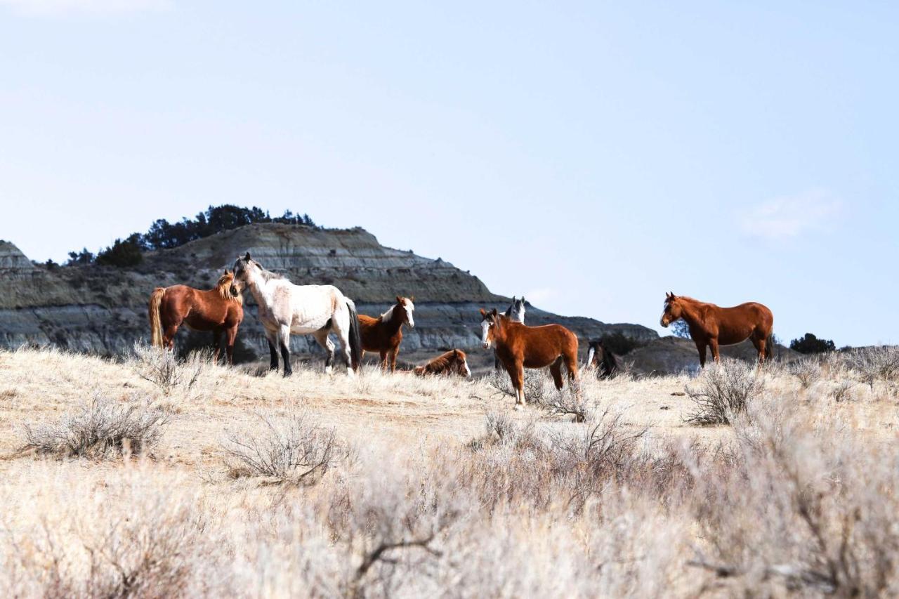 Badlands Suite Less Than 1 Mi To Teddy Roosevelt Park! 메도라 외부 사진